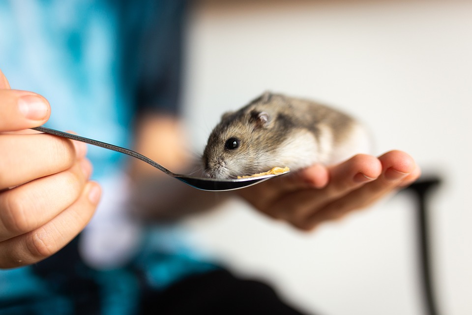 A alimentação adequada aumenta o tempo de vida do seu hamster