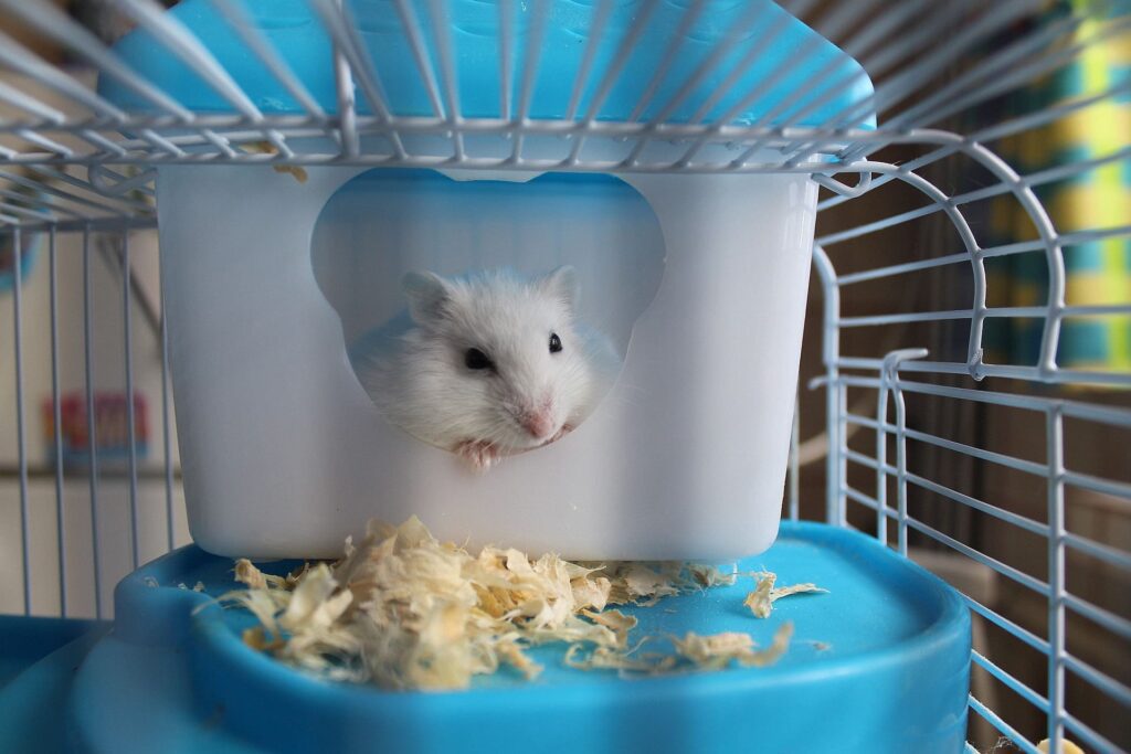 Existem vários modelos de gaiola para hamsters