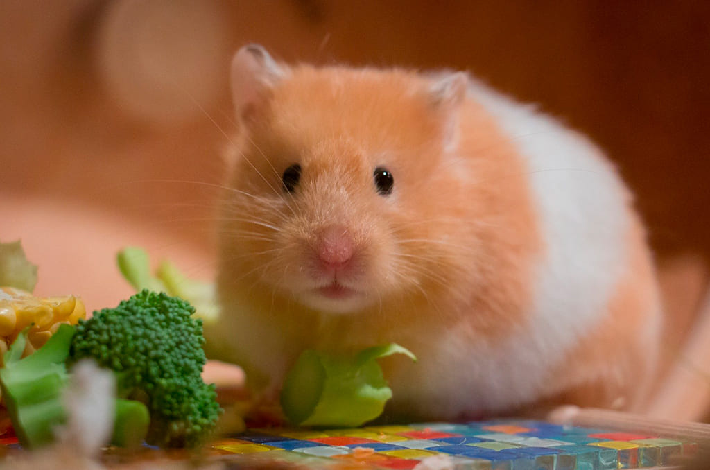 A alimentação do hamster sírio merece muita atenção