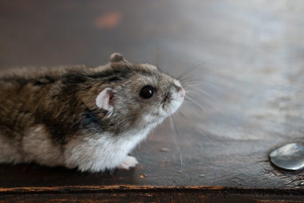 Todas as informações sobre o hamster Anão Russo