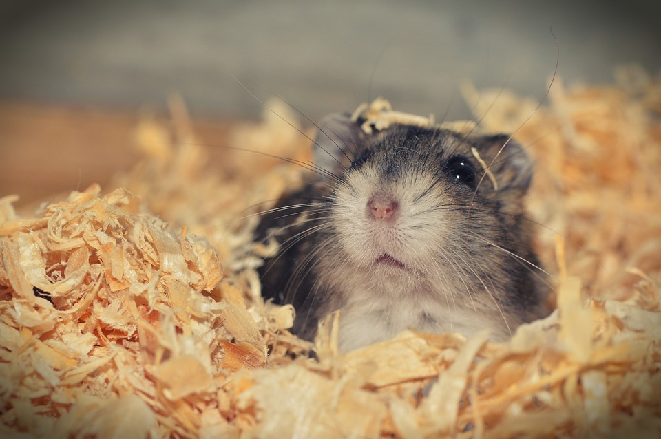 Hamsters anão russo gostam de se esconder