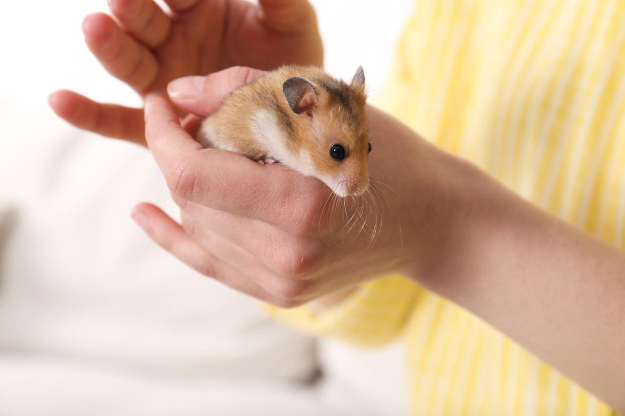 Hamster Sírio Cores tamanho cuidados ao comprar e mais