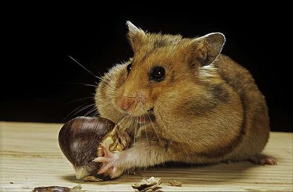 Hamsters sírios são muito espertos. Conheça mais sobre eles.