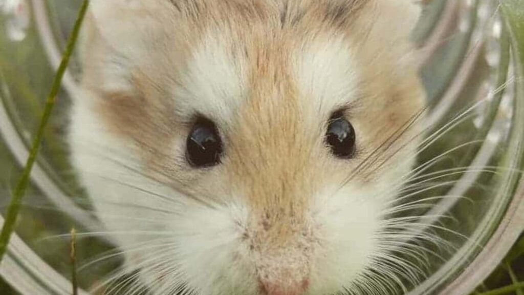 Os hamsters sírios dourados são os mais comuns.