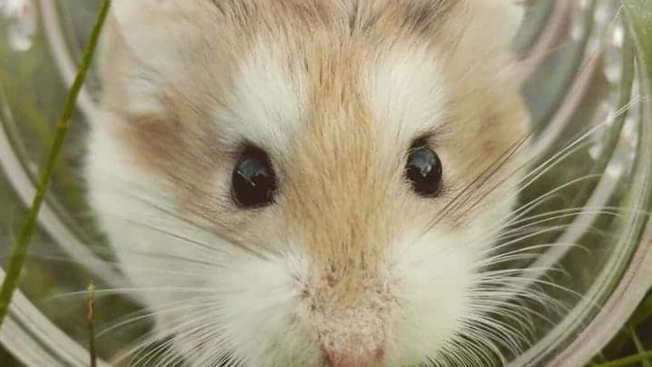 Hamster Sírio Cores tamanho cuidados ao comprar e mais