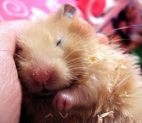 Os hamsters sírios raramente ficam doentes quando bem cuidados.