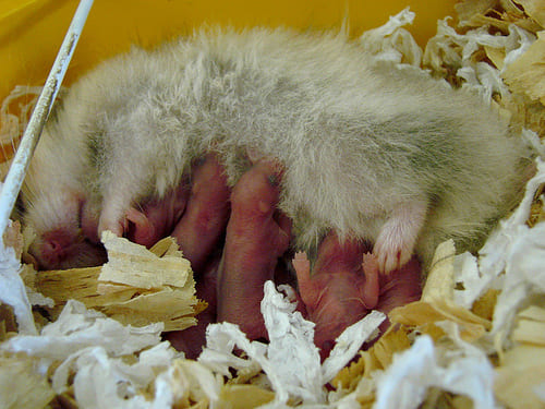 Hamster sírio pode ter 4 a 10 filhotes por ninhada!