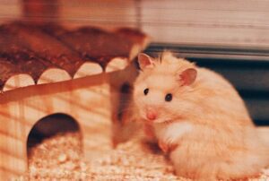 Hamster Sírio Cores tamanho cuidados ao comprar e mais