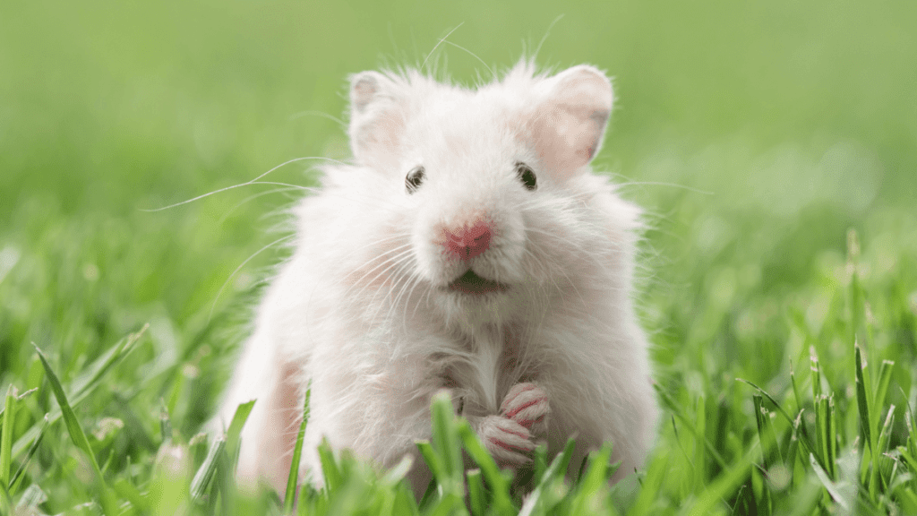 Hamster chinês branco