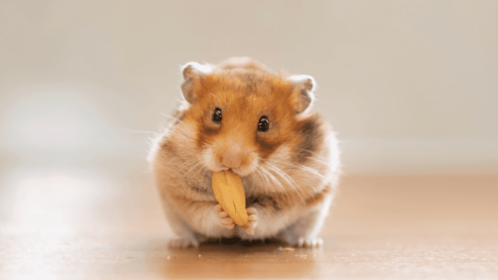 O hamster chinês precisa de alimentação adequada