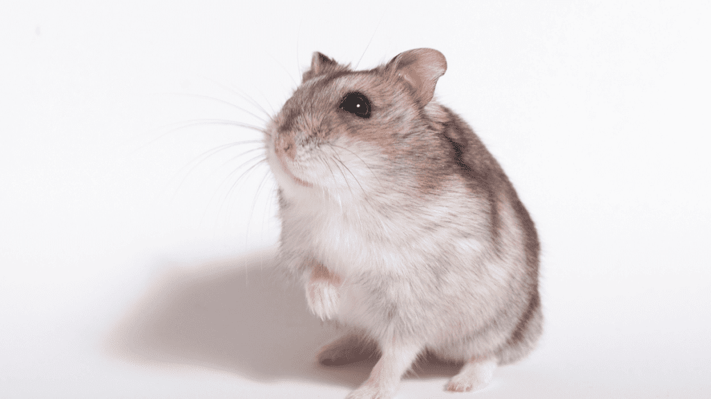 Hamster chinês de pé