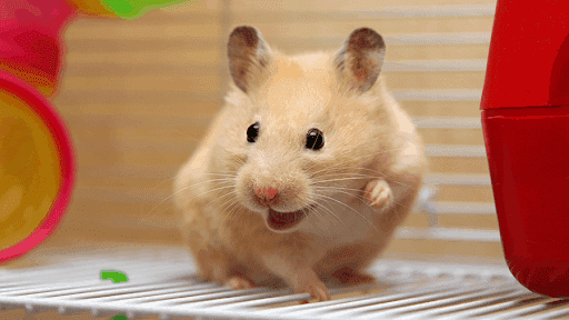 Hamster Sírio feliz