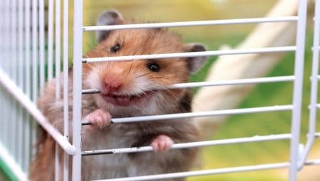 Hamsters ficam estressados em gaiolas inadequadas.