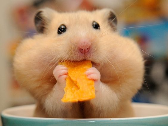 Hamster dourado visto de frente enquanto coloca na boca um pedaço de queijo seco, com as bochechas cheias.