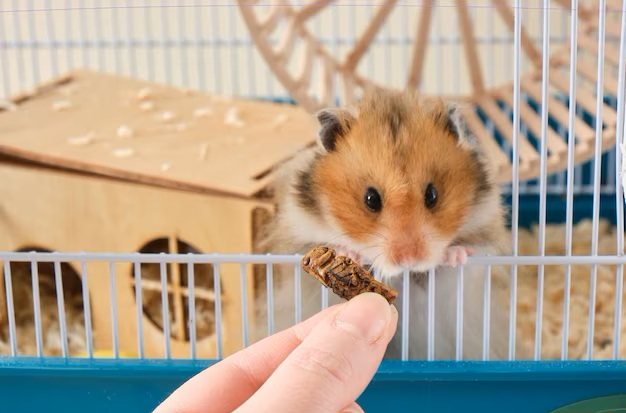 Hamster de cara marrom debruçado em uma abertura da gaiola encarando um inseto seco na mão de uma pessoa.