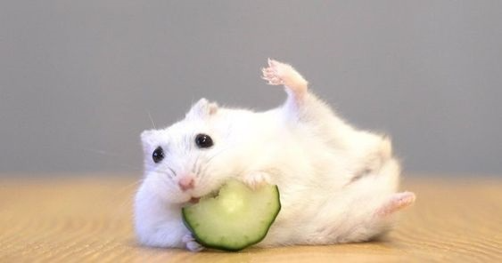 Hamster branco deitado de lado, com uma das patas traseiras erguidas, comendo uma rodela de pepino.