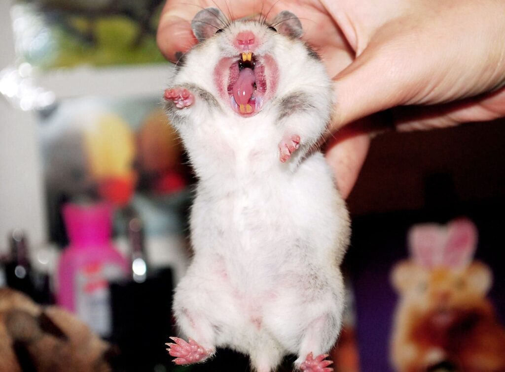 Os hamsters podem ficar estressados.